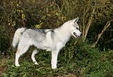 SIBERIAN HUSKY 848